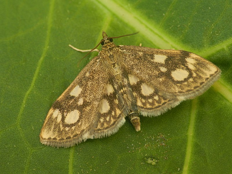 File:Anania coronata1.JPG