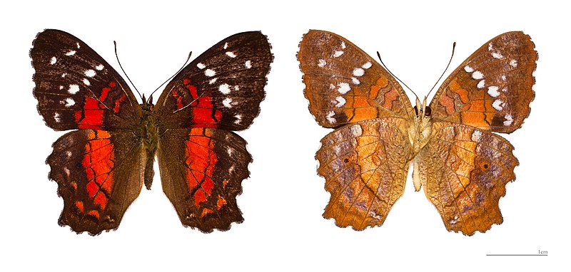 File:Anartia amathea MHNT.jpg