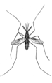 Anopheles (PSF).png