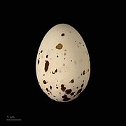 Anous minutus eggs (black noddy) eggs