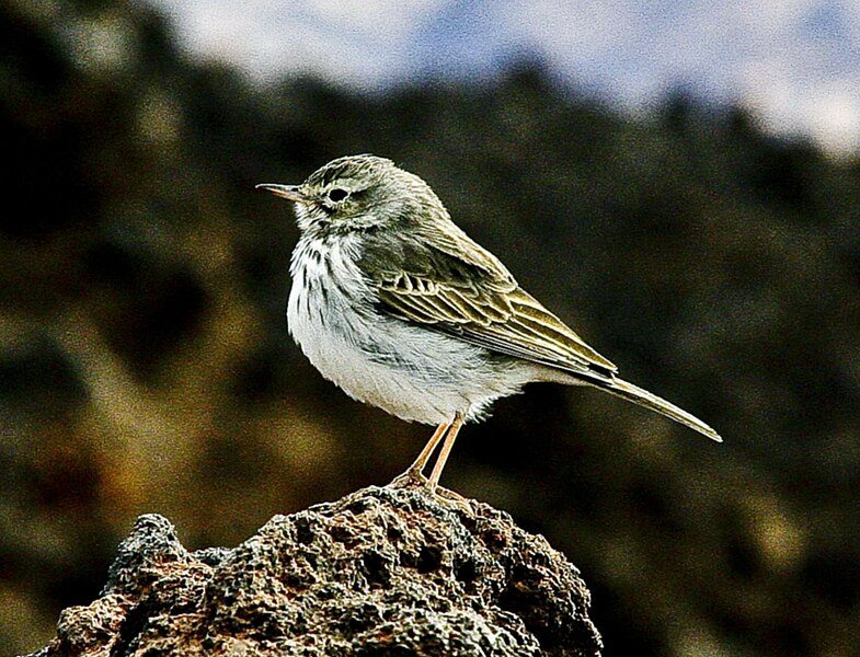 File:Anthus berthelotii Teide-2.jpg