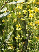 Anthyllis cytisoides