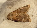 Apamea lateritia (14520683367).jpg