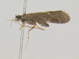 Apatanodes sociatus