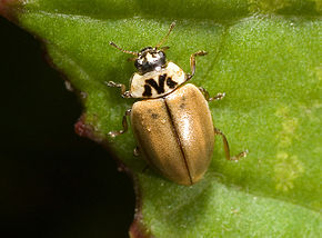 Beschrijving van de afbeelding Aphidecta obliterata02.jpg.