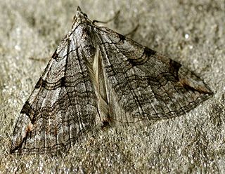 Treble-bar Species of moth