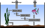 Thumbnail for Disease in ornamental fish