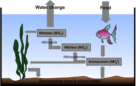 The nitrogen cycle in an aquarium Aquarium Nitrogen Cycle.png
