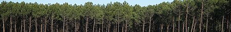 Fail:Aquitaine banner Landes Forest.jpg