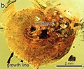 Concha de Archaeocyclotus, Cyclophoridae