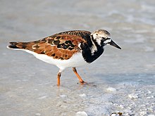 Adult in breeding plumage.