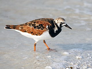 Ruddy turnstone Species of bird