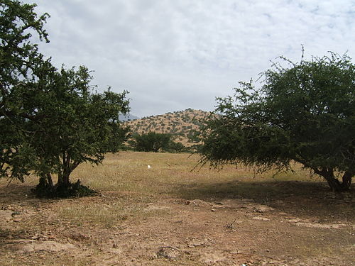 شجرة الارقان