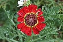 Argyranthemum -lajike Lalbagh.jpg