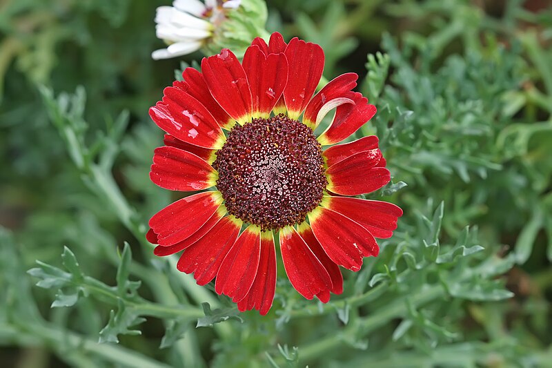 File:Argyranthemum cultivar Lalbagh.jpg