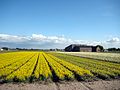 Flower fields