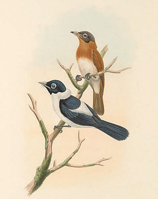 <span class="mw-page-title-main">Frilled monarch</span> Species of bird