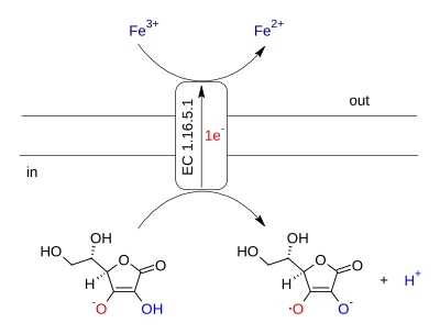 Ascorbate ferrireductase (transmembrane).svg