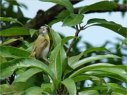 Tuhkapäävireo (Hylophilus pectoralis)