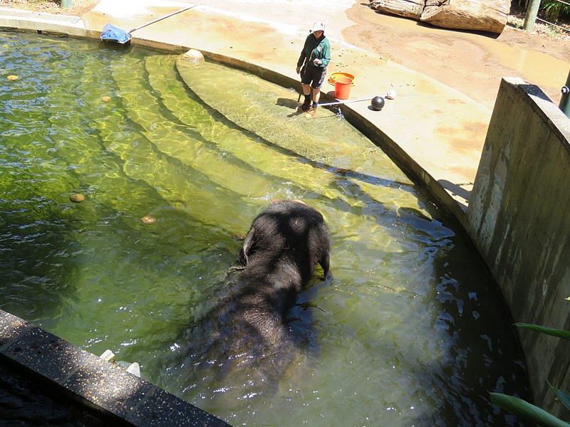 File:Asian elephant (Elephas maximus) female Permai at Perth Zoo, February 2023 11.jpg