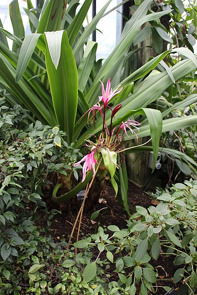 File:Asparagales - Crinum x amabile - 1.jpg