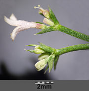 Asperula cynanchica sl5.jpg