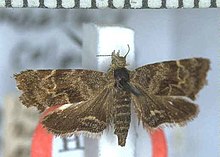 Female holotype specimen of A. colpota. Asterivora colpota (Meyrick, 1911) holotype.jpg