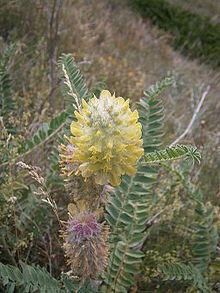 Flowers in the Queyras Astragalus centralpinus 004.JPG