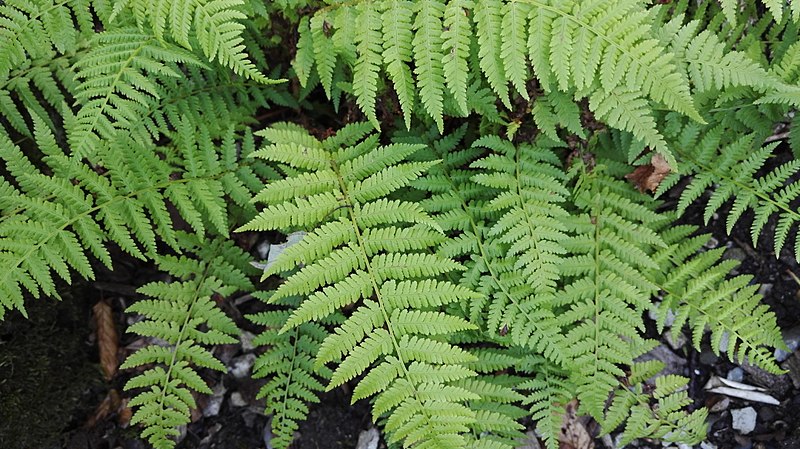 File:Athyrium distentifolium Opiz-2F.jpg