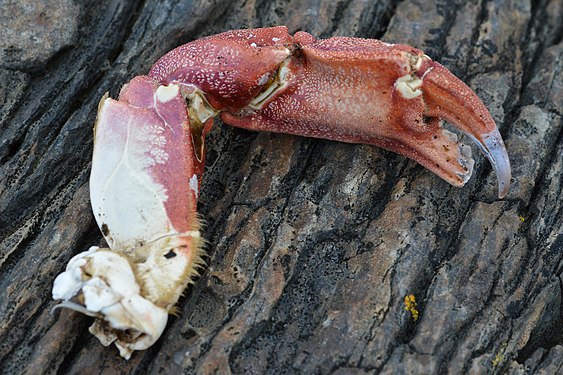 Atlantic Rock Crab (Cancer irroratus) Claw