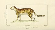 Thumbnail for File:Atlas de Zoologie, ou collection de figures d'Animaux nouveaux, ou peu connus avec une explication (1844) (20350252171).jpg