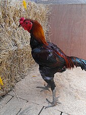 משחק Aussie Cockerel.jpg