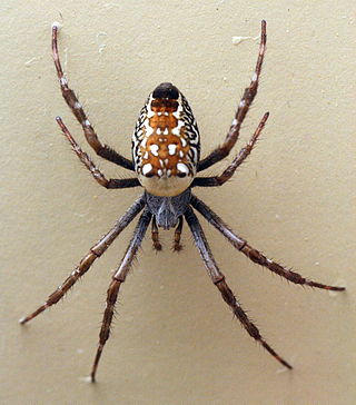 <i>Cyrtophora moluccensis</i> Species of spider