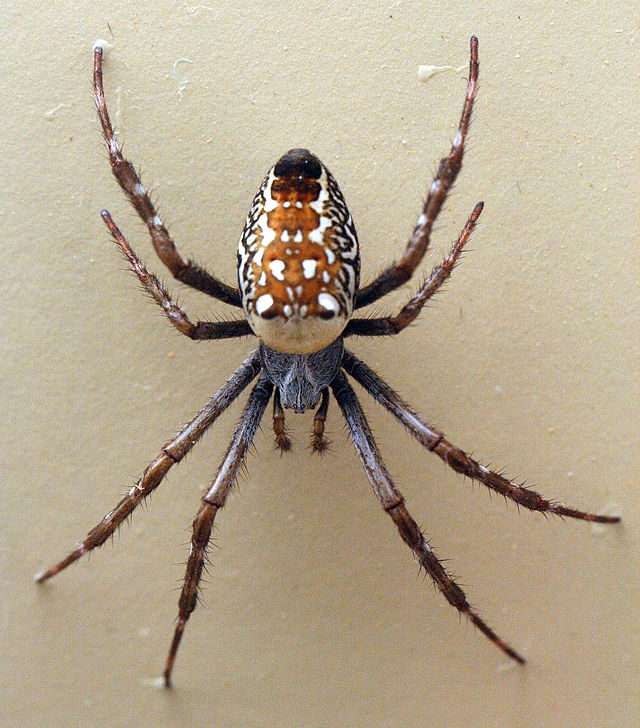 Golden Orb Weaving Spiders - The Australian Museum