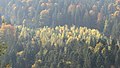 Autumn in Carpathians (2914920989).jpg