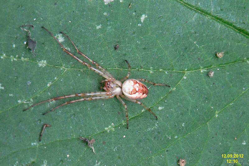 File:Autumn spider (RL) (8244975718).jpg