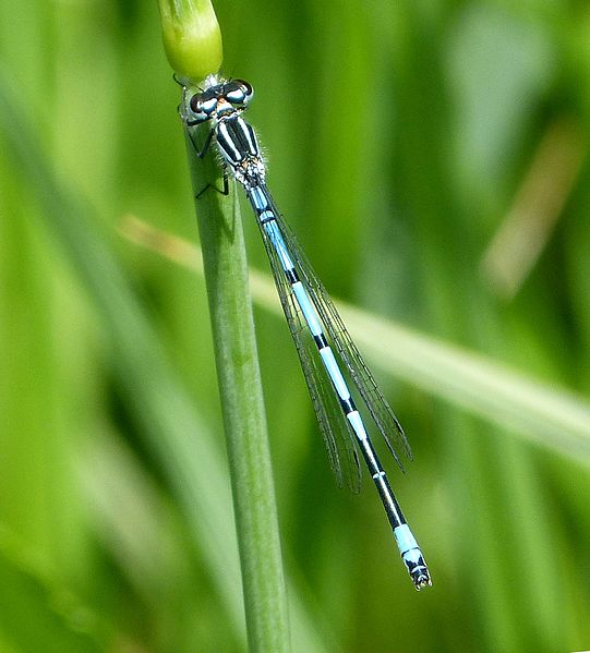 File:Azure Bluet Coenagrion puella - Flickr - gailhampshire.jpg