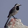 Миниатюра для Файл:BGPiedWagtail04.jpg