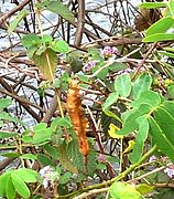 Plantes aquatiques dans les Esteros del Iberá en 2013.