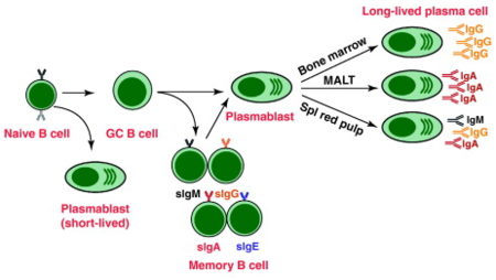 Fail:B_cell_activation_naive_to_plasma_cell.png