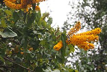 Баркля syringifolia flowers.jpg