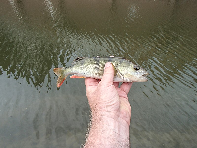 File:Bass in hand caught in Holland.jpg