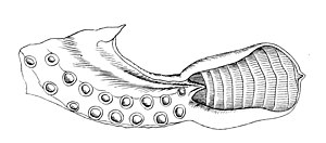 Bathypolypus arcticus hectocotylus-2.jpg