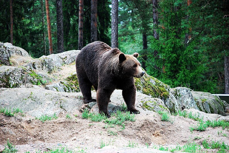 File:Bear in Kolmården.jpg