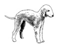 Bedlington terrier (PSF).png