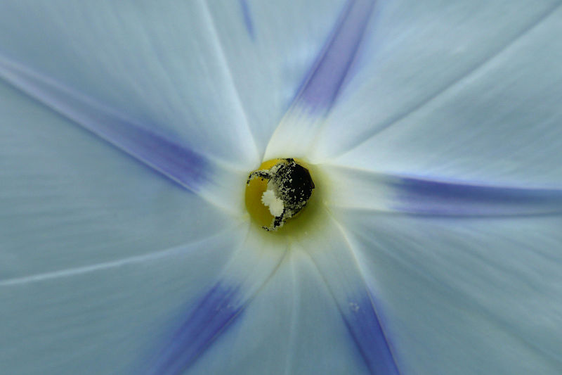 File:BeeInMorningGlory.jpg