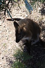 Thumbnail for File:Bennett's Wallaby and Joey - Flickr - brewbooks (5).jpg