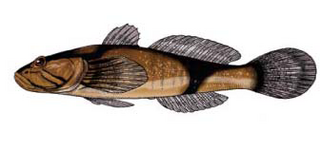 <i>Benthophiloides brauneri</i> species of fish