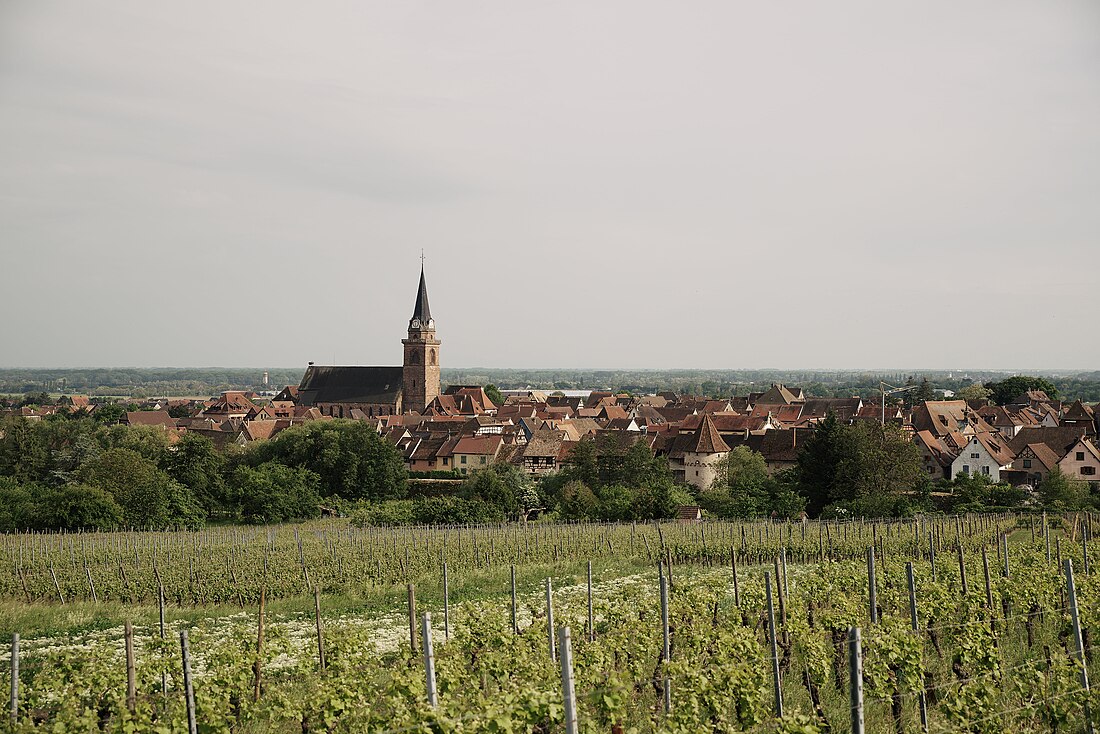 Bergheim (Haut-Rhin)