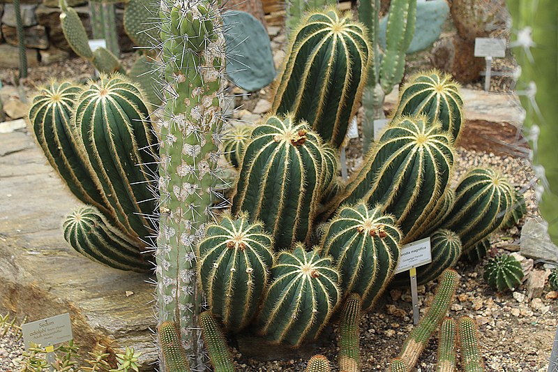 File:Berlin-Dahlem, botanischer Garten, Parodia magnifica.JPG